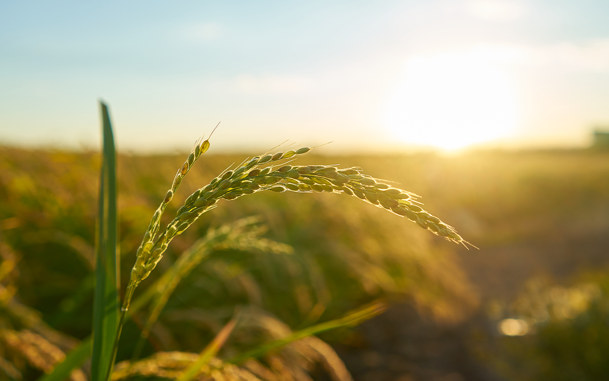 Why Sudanese Wheat Flour Is Ideal for Everyday Baking